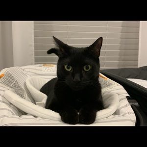 Meet your Posher, Allie